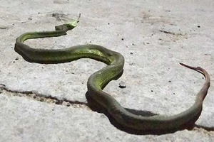 Sài Gòn xuất hiện nhiều rắn 