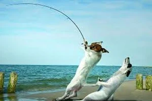 Quen thói nói một đằng, làm một nẻo