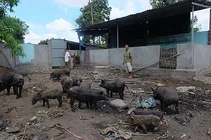 Vụ “Xây cái chuồng heo…”: Huyện Bình Chánh yêu cầu xã báo cáo