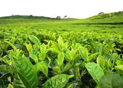 Đài Loan ‘minh oan’ cho trà ô long Việt Nam 