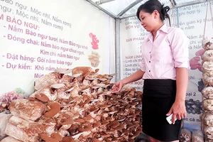 Nấm linh chi Việt thất thế trên sân nhà