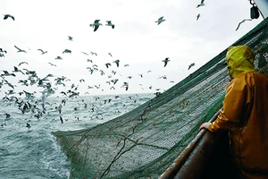 Mập mờ dân quân biển Trung Quốc!