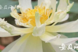 Hạt sen 600 tuổi bất ngờ nở hoa 