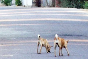 Tai nạn nguy hiểm từ chó chạy rông