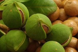 Đổ xô trồng ‘nữ hoàng mắc ca’