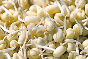 Gợi cảm hơn nhờ ăn giá đậu tương