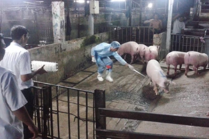 Nuôi heo bằng chất cấm ngày càng nhiều