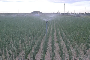 Kéo điện ra đồng trồng tỏi đặc sản Lý Sơn