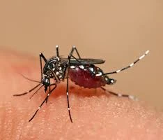 ĐBSCL: Số ca sốt xuất huyết tăng cao