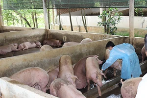 Đồng Nai tìm cách trị nuôi heo có chất cấm