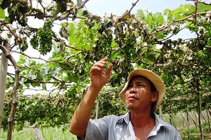 Chặt phá vườn nho còn để lại ‘thông báo’