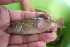 Phát hiện nhiều lô hàng thủy sản nhập khẩu nhiễm bệnh