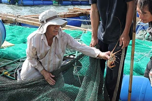Tôm hùm chết hàng loạt, dân điêu đứng