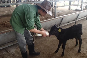 Bò Kobe nổi tiếng thế giới ‘made in Vietnam’