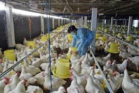 Gà từ 24 quốc gia đang ‘tấn công’ gà Việt Nam