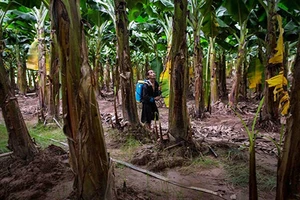 Người Trung Quốc thao túng miền Bắc Lào 