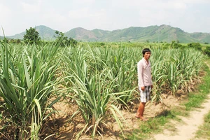 Doanh nghiệp phá hoa màu, chiếm đất dân