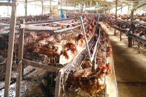 Lạm dụng kháng sinh trong chăn nuôi