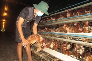 Trại gà kiện... bãi rác