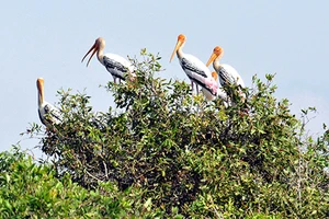 Khám phá vùng hoang dã Láng Sen