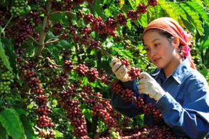 Tăng thu nhập 16 triệu đồng cho người trồng cà phê
