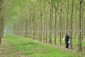 Hơn 6.000 ha cao su bị chặt bỏ 