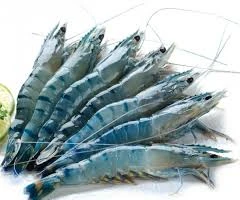 Tôm sú Việt Nam xuất khẩu trở lại Trung Quốc