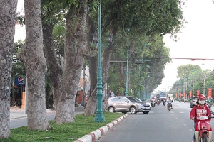 Lấy ý kiến dân để đốn cây xanh 