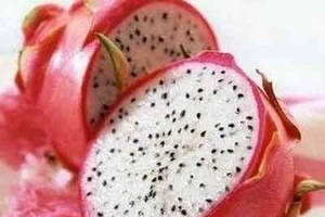 Trung Quốc tiêu thụ mạnh thanh long Việt 