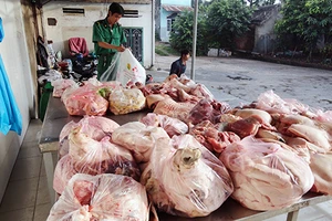 TP.HCM sẽ tiêu hủy ngay heo, gà nhiễm chất cấm