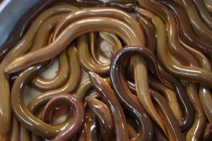 Thông tin vỗ béo lươn bằng thuốc tránh thai là sai