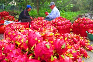 Người Trung Quốc ồ ạt mua bông thanh long