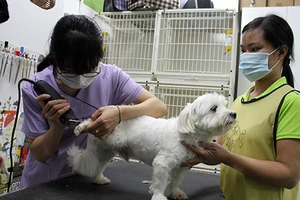 Bắt đầu nóng dịch vụ thuê người yêu, xông đất…