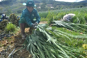 ‘Chết đứng’ vì hoa lay ơn nở sớm