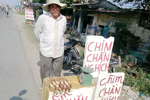 Cút già thành chim rừng