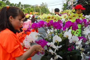 Hoa lan Việt 'hạ gục' hoa lan Thái Lan, Hàn Quốc 