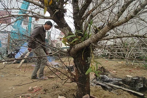 Một cành đào Lào nhập vào Việt Nam giá hơn 30 triệu đồng