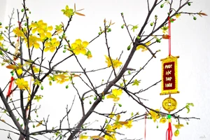 Xử án treo để các bị cáo về quê ăn tết