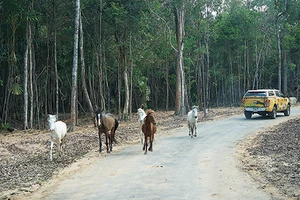 Safari vườn thú hấp dẫn nhất Việt Nam
