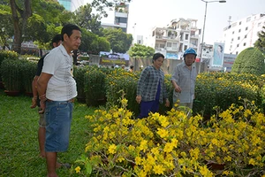 Mùa mai tết buồn nhiều hơn vui