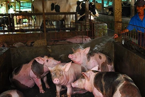 Sử dụng chất cấm trong chăn nuôi có thể bị phạt 100 triệu đồng 