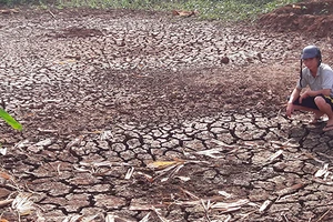 ‘Đứt ruột’ cắt lúa cho bò ăn vì hạn, mặn