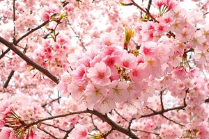 Tản mạn về hoa