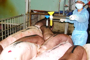 Nới chất cấm, nguy cơ tràn lan thịt bẩn?