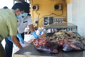 Bắt giữ kịp thời phụ phẩm bò thối được tuồn vào TP.HCM