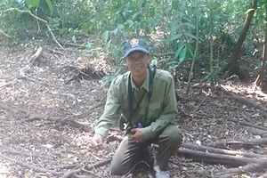 Nhìn thấy rắn hổ mây bằng cây cột đèn