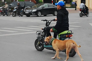 Để chó nuôi cắn người: Phải bồi thường