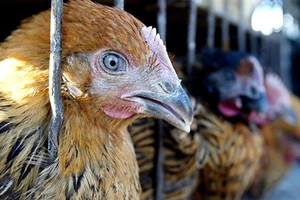 Nhập gà Trung Quốc là rước... họa vào nhà ? 