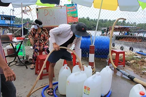 Hạn mặn, dân cắt lúa cho bò ăn