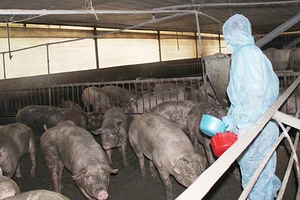 Vì sao gần 30 nước cho sử dụng chất tạo nạc, Việt Nam cấm? 